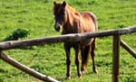cavallino giara