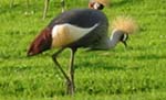 gru coronata