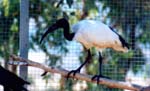ibis sacro