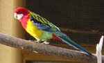 rosella